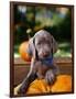 Weimaraner Puppy Climbing onto Pumpkin-Guy Cali-Framed Photographic Print