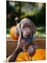 Weimaraner Puppy Climbing onto Pumpkin-Guy Cali-Mounted Photographic Print