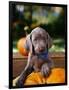 Weimaraner Puppy Climbing onto Pumpkin-Guy Cali-Framed Photographic Print