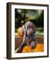 Weimaraner Puppy Climbing onto Pumpkin-Guy Cali-Framed Photographic Print