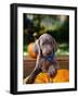 Weimaraner Puppy Climbing onto Pumpkin-Guy Cali-Framed Photographic Print