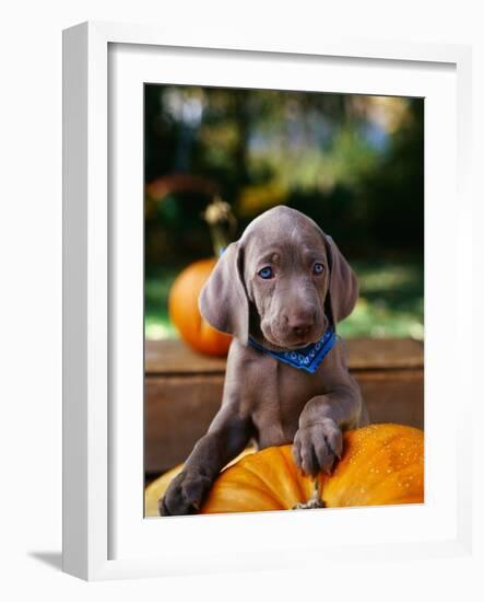 Weimaraner Puppy Climbing onto Pumpkin-Guy Cali-Framed Photographic Print