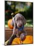 Weimaraner Puppy Climbing onto Pumpkin-Guy Cali-Mounted Photographic Print