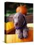 Weimaraner Puppy Inside Pumpkin-Guy Cali-Stretched Canvas