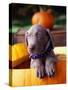 Weimaraner Puppy Inside Pumpkin-Guy Cali-Stretched Canvas