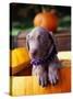 Weimaraner Puppy Inside Pumpkin-Guy Cali-Stretched Canvas