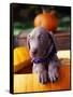 Weimaraner Puppy Inside Pumpkin-Guy Cali-Framed Stretched Canvas