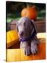 Weimaraner Puppy Inside Pumpkin-Guy Cali-Stretched Canvas