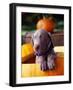 Weimaraner Puppy Inside Pumpkin-Guy Cali-Framed Photographic Print