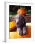 Weimaraner Puppy Inside Pumpkin-Guy Cali-Framed Photographic Print