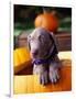 Weimaraner Puppy Inside Pumpkin-Guy Cali-Framed Photographic Print