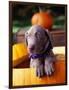 Weimaraner Puppy Inside Pumpkin-Guy Cali-Framed Photographic Print