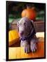 Weimaraner Puppy Inside Pumpkin-Guy Cali-Framed Photographic Print