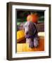 Weimaraner Puppy Inside Pumpkin-Guy Cali-Framed Photographic Print
