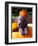 Weimaraner Puppy Inside Pumpkin-Guy Cali-Framed Photographic Print