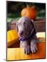 Weimaraner Puppy Inside Pumpkin-Guy Cali-Mounted Photographic Print