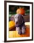 Weimaraner Puppy Inside Pumpkin-Guy Cali-Framed Photographic Print