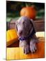 Weimaraner Puppy Inside Pumpkin-Guy Cali-Mounted Photographic Print