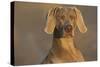 Weimaraner Sitting Along Side Pond with Reflections of Autumn Leaves in Early Morning Mist-Lynn M^ Stone-Stretched Canvas