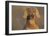 Weimaraner Sitting Along Side Pond with Reflections of Autumn Leaves in Early Morning Mist-Lynn M^ Stone-Framed Photographic Print