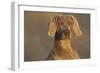 Weimaraner Sitting Along Side Pond with Reflections of Autumn Leaves in Early Morning Mist-Lynn M^ Stone-Framed Photographic Print