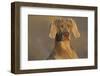 Weimaraner Sitting Along Side Pond with Reflections of Autumn Leaves in Early Morning Mist-Lynn M^ Stone-Framed Photographic Print