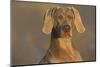 Weimaraner Sitting Along Side Pond with Reflections of Autumn Leaves in Early Morning Mist-Lynn M^ Stone-Mounted Photographic Print