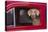 Weimaraner Sitting in an Automobile-DLILLC-Stretched Canvas