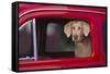 Weimaraner Sitting in an Automobile-DLILLC-Framed Stretched Canvas