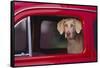 Weimaraner Sitting in an Automobile-DLILLC-Framed Stretched Canvas