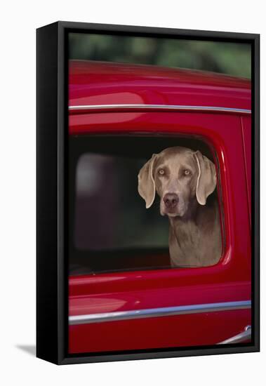 Weimaraner Sitting in an Automobile-DLILLC-Framed Stretched Canvas