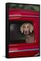 Weimaraner Sitting in an Automobile-DLILLC-Framed Stretched Canvas