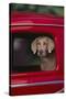 Weimaraner Sitting in an Automobile-DLILLC-Stretched Canvas