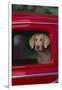 Weimaraner Sitting in an Automobile-DLILLC-Framed Premium Photographic Print