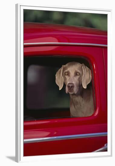 Weimaraner Sitting in an Automobile-DLILLC-Framed Premium Photographic Print