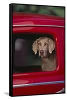 Weimaraner Sitting in an Automobile-DLILLC-Framed Stretched Canvas