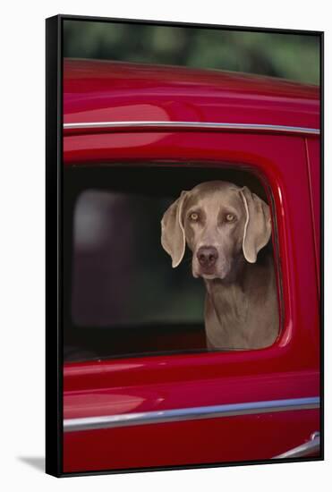 Weimaraner Sitting in an Automobile-DLILLC-Framed Stretched Canvas