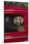 Weimaraner Sitting in an Automobile-DLILLC-Stretched Canvas