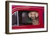 Weimaraner Sitting in an Automobile-DLILLC-Framed Photographic Print