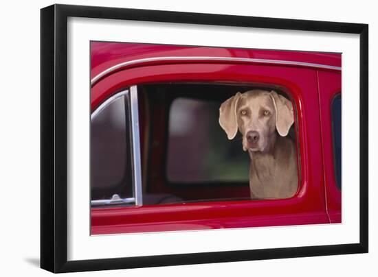 Weimaraner Sitting in an Automobile-DLILLC-Framed Photographic Print