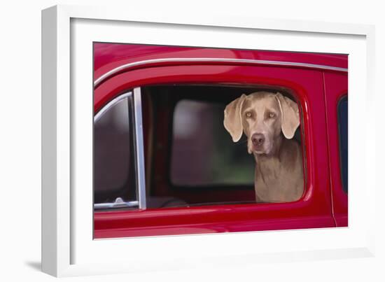 Weimaraner Sitting in an Automobile-DLILLC-Framed Photographic Print