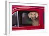 Weimaraner Sitting in an Automobile-DLILLC-Framed Photographic Print