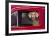 Weimaraner Sitting in an Automobile-DLILLC-Framed Photographic Print