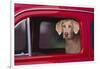 Weimaraner Sitting in an Automobile-DLILLC-Framed Photographic Print