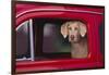 Weimaraner Sitting in an Automobile-DLILLC-Framed Photographic Print