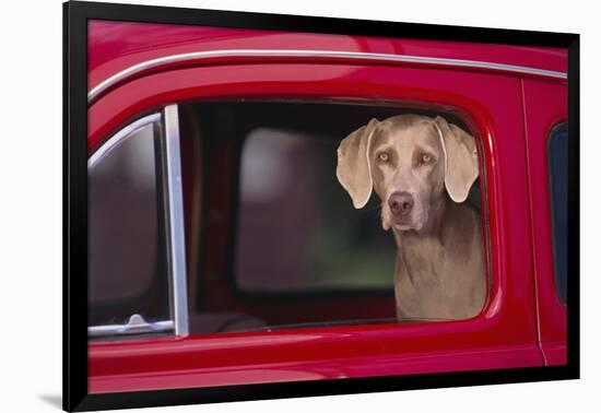 Weimaraner Sitting in an Automobile-DLILLC-Framed Photographic Print