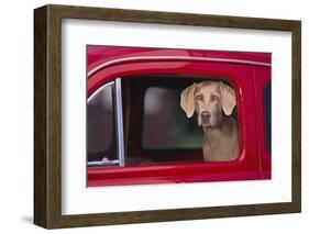 Weimaraner Sitting in an Automobile-DLILLC-Framed Photographic Print