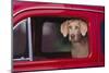 Weimaraner Sitting in an Automobile-DLILLC-Mounted Photographic Print