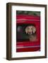 Weimaraner Sitting in an Automobile-DLILLC-Framed Photographic Print