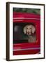 Weimaraner Sitting in an Automobile-DLILLC-Framed Photographic Print